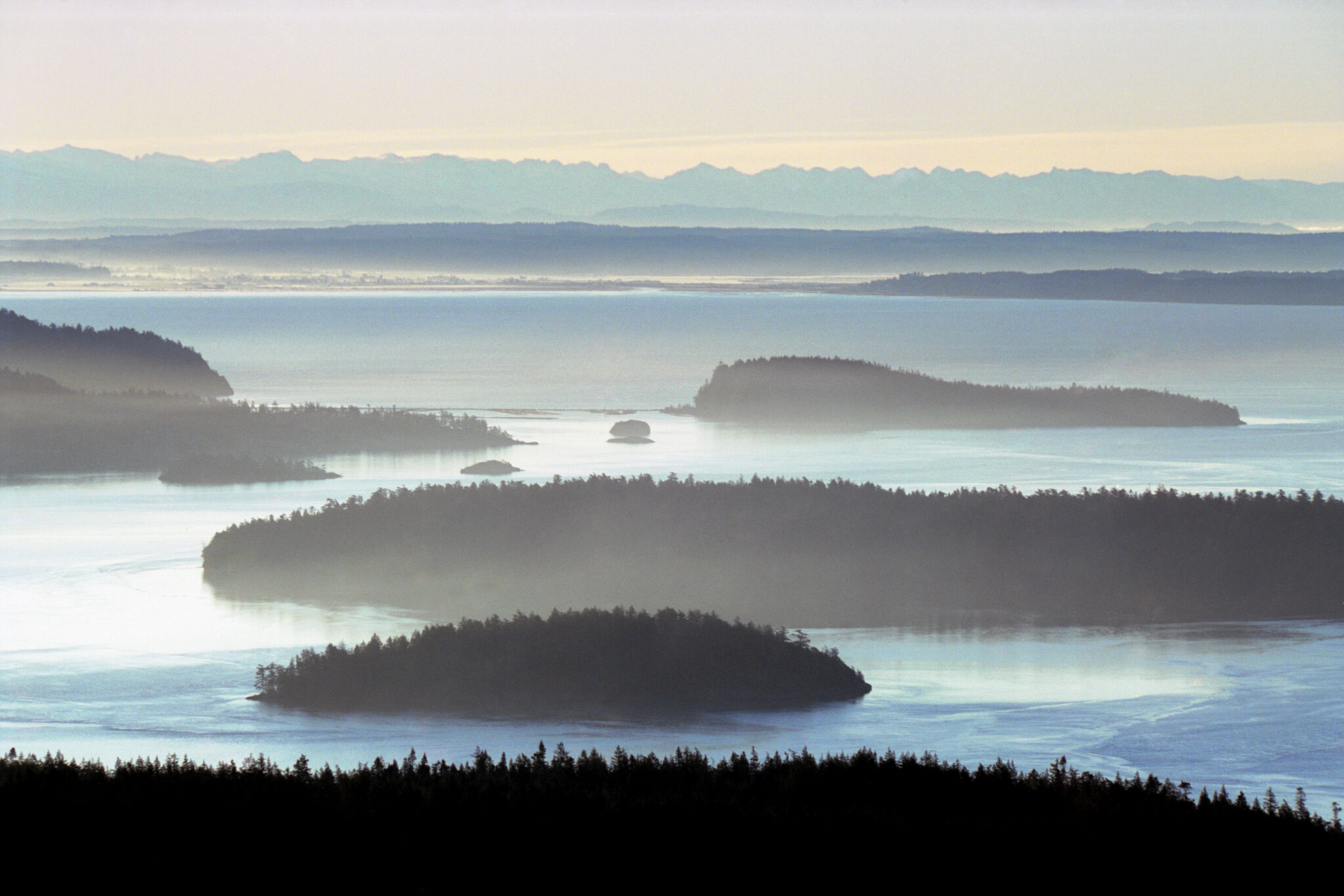 Deadly fungus found at two national parks in Pacific Northwest